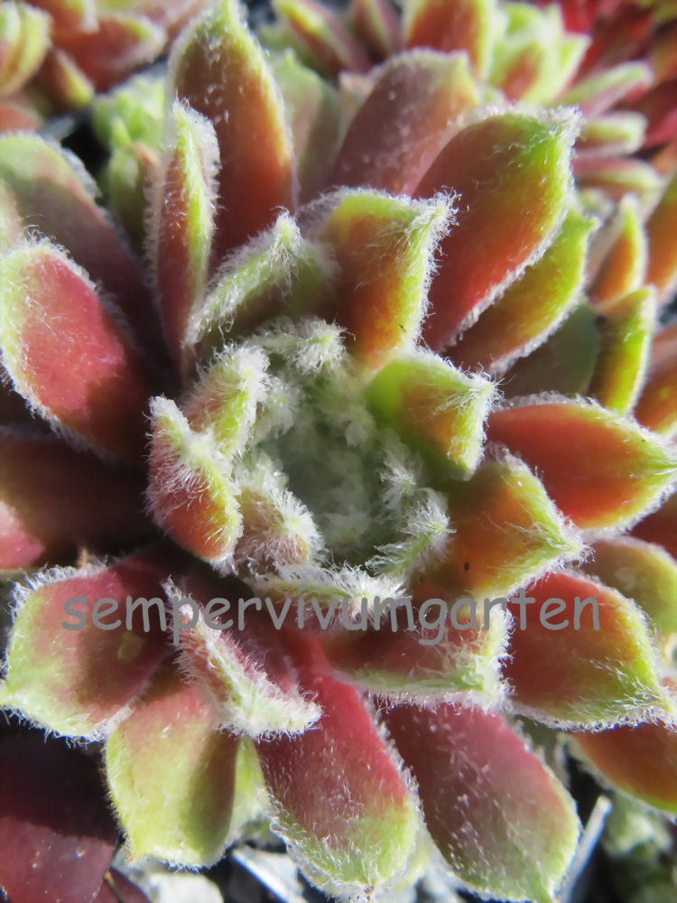 Sempervivum Crystalline Entity Hauswurz Sempervivumgarten