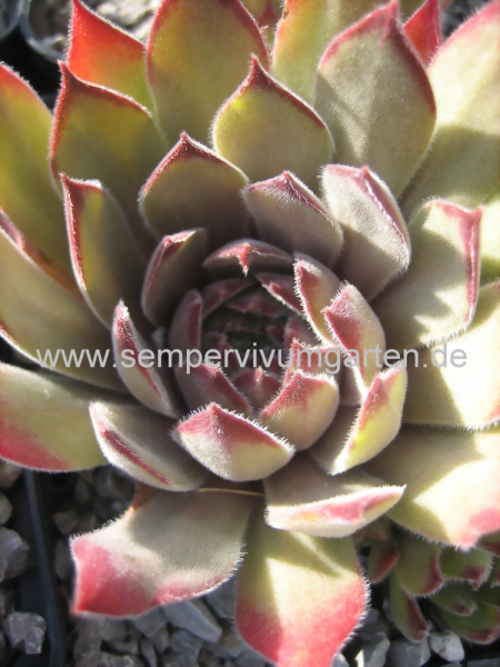 Sempervivum Aymon Correvon