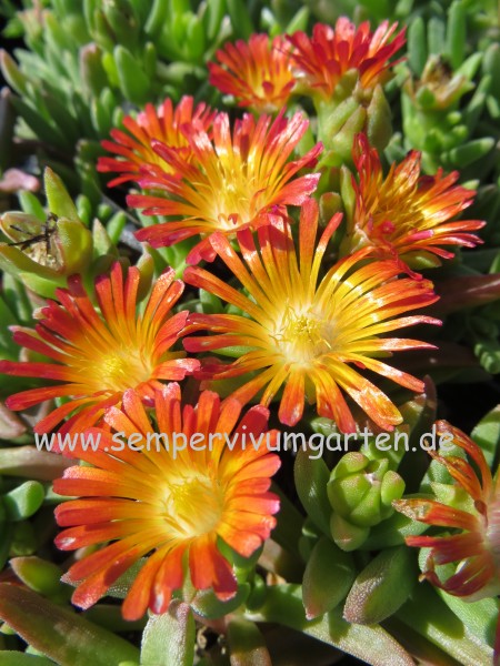 Delosperma 'Hellgate'