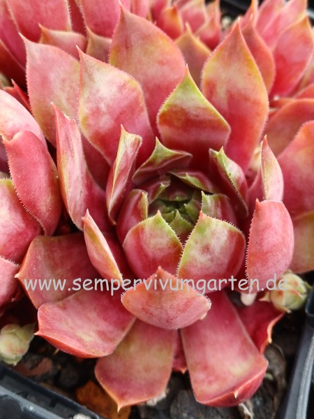 Sempervivum Apricot Beauty