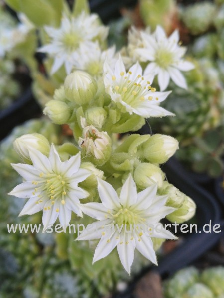 Sempervivum Albasten