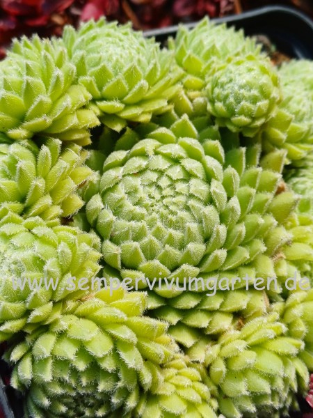 Sempervivum Honeyed Kiss