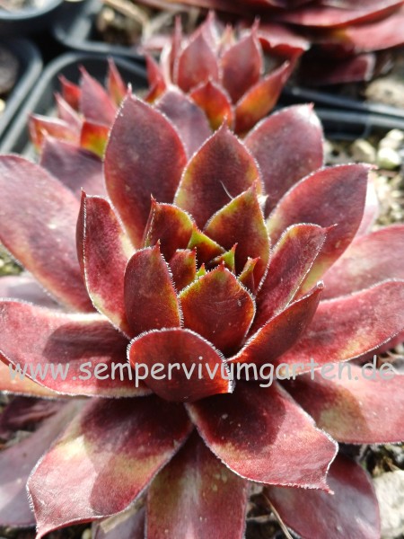 Sempervivum Sunray Eclipse
