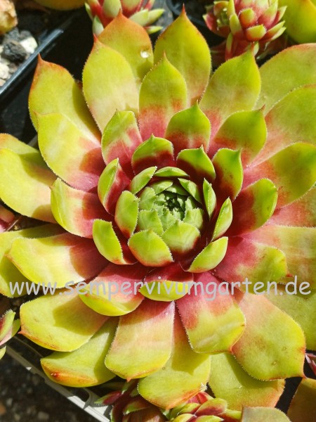 Sempervivum Xabi