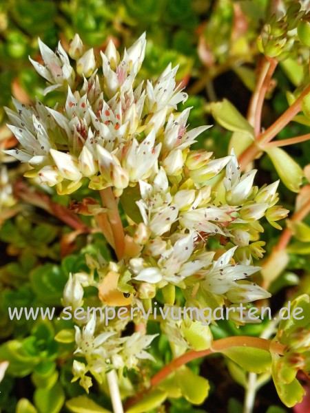 Sedum spurium 'Summer Snow'