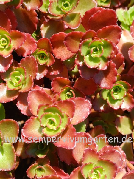 Sedum spurium 'Purple Winter'