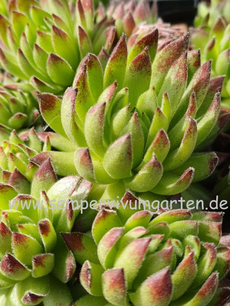 Sempervivum Star Struck