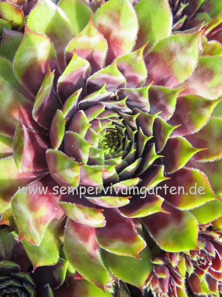 Sempervivum Look At Me