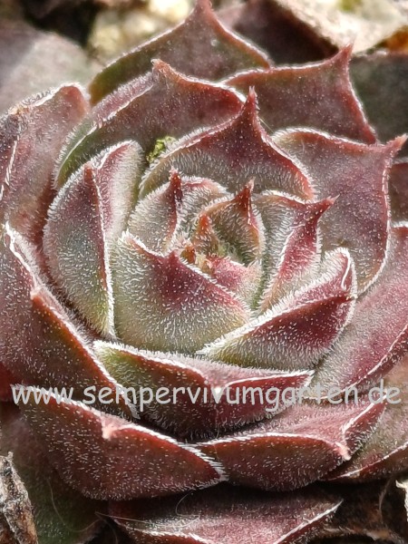 Sempervivum Blushes
