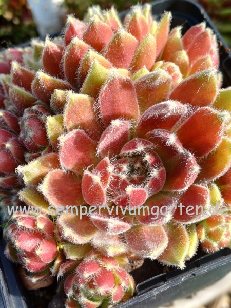 Sempervivum Siebenschön