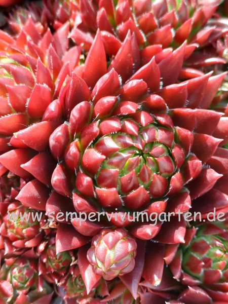 Jovibarba Little Fire Boy