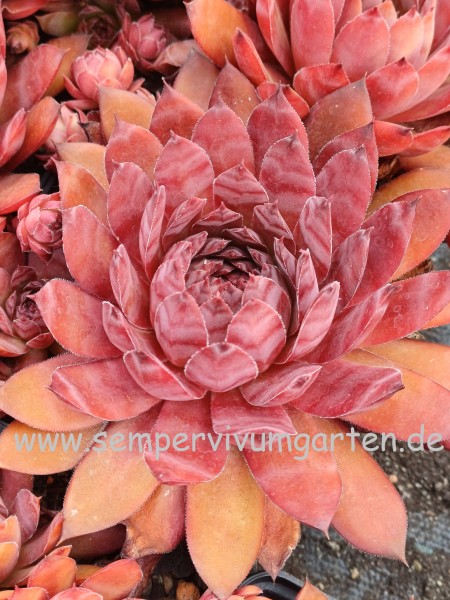 Sempervivum Pink Baby Girl