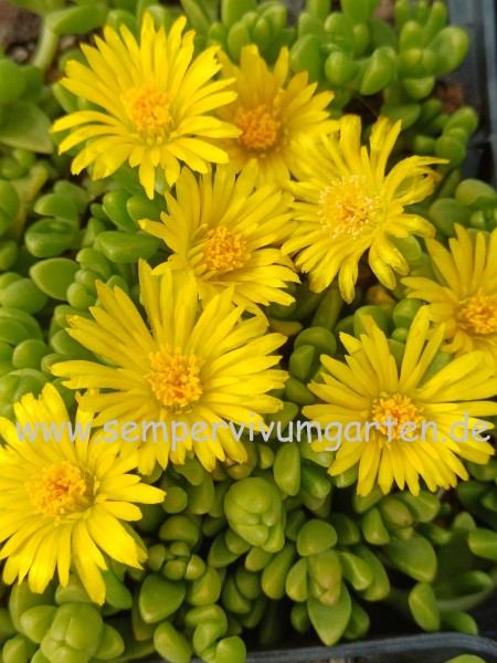 Delosperma nubigenum 'Thaba Tseka'