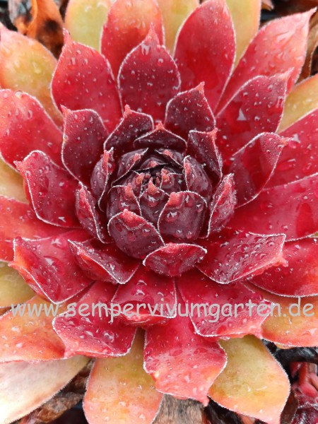 Sempervivum Augenstern
