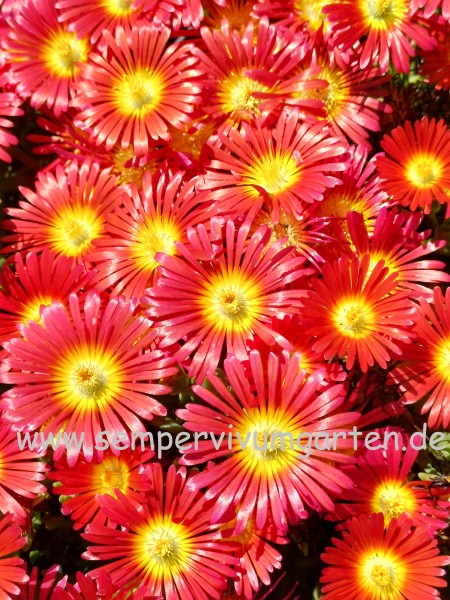 Delosperma 'Eros'