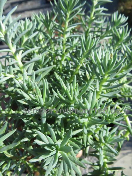 Sedum ochroleucum ssp. glaucum