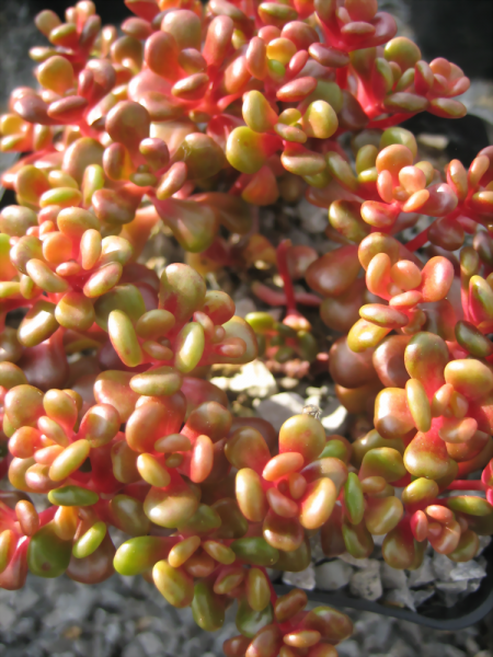 Sedum oreganum ssp. tenue
