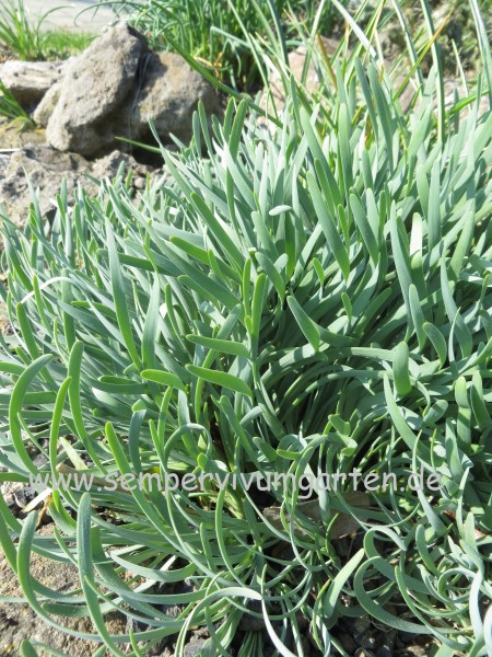 Allium senescens var. glaucum