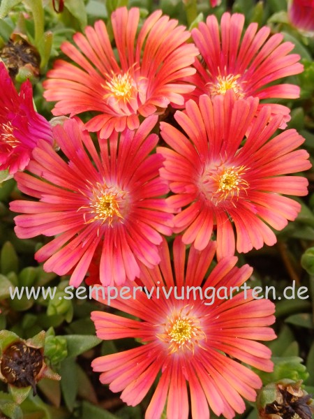 Delosperma 'Vlad'
