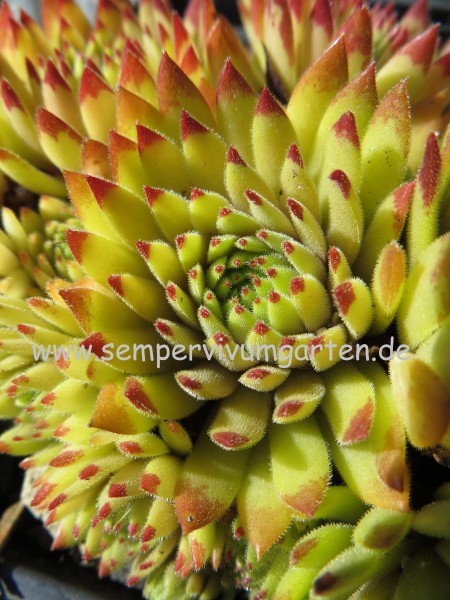 Sempervivum Golden Tiffany