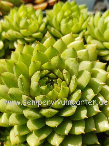 Sempervivum Zitronella
