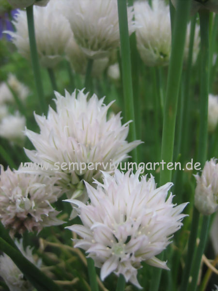 Allium schoenoprasum 'Album'