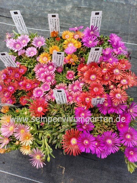 Delosperma - Mittagsblumen - Sortiment