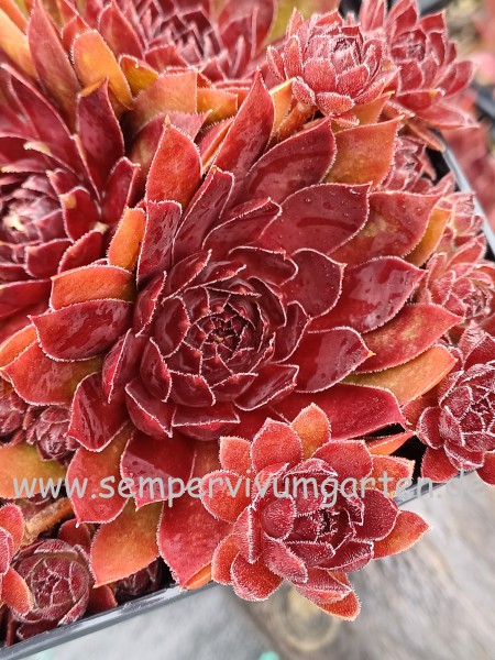 Sempervivum Joker