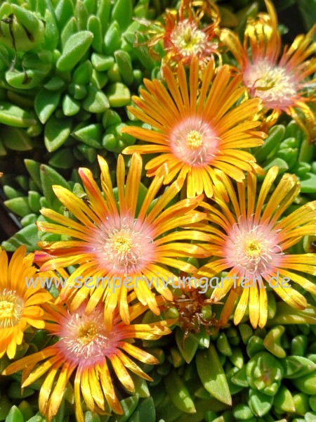 Delosperma 'Fields of Gold'