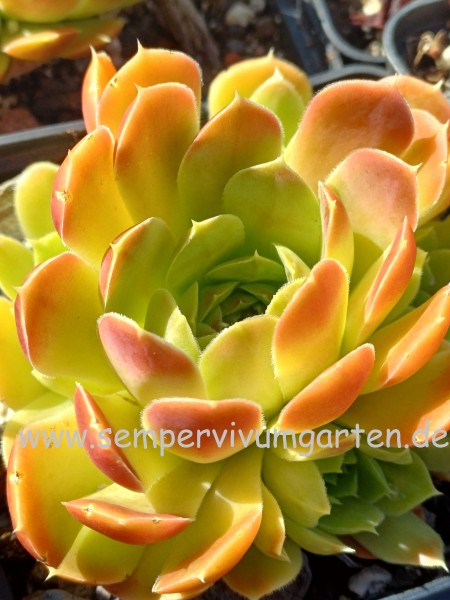 Jovibarba heuffelii Golden Senne Boy