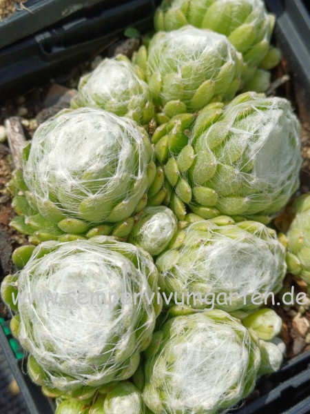 Sempervivum Bouquet Blanc
