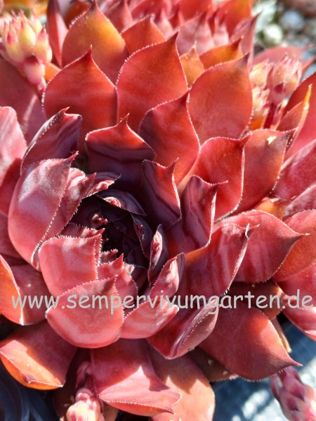 Sempervivum Josiane