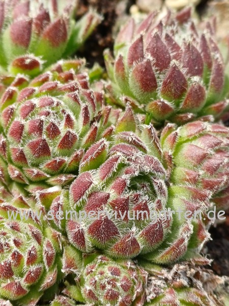 Sempervivum Tumpty