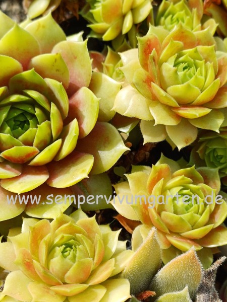 Sempervivum Sonnenherz