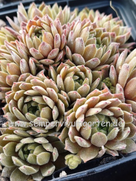Sempervivum Broad Peak