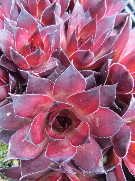 Sempervivum Squib