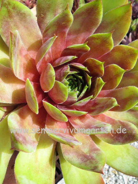 Sempervivum SUPERSEMPS® 'Emerald'