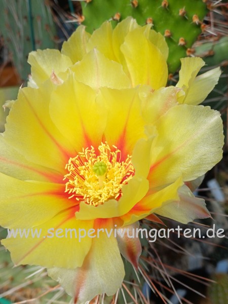 Opuntia 'Imperial Flame'