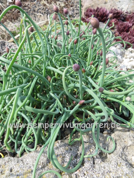 Allium schoenoprasum 'Curly Mauve'