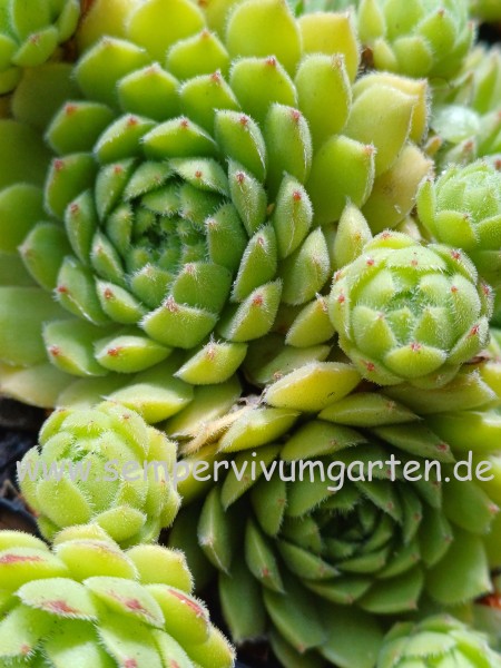 Sempervivum Mellow Moods