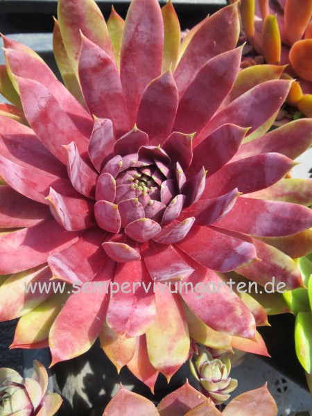 Sempervivum SUPERSEMPS® 'Fire Quartz'