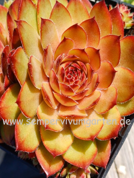 Sempervivum Mitchell's Gold
