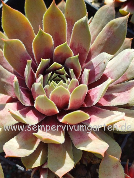 Sempervivum New York City