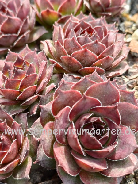 Sempervivum Brandy Barrel