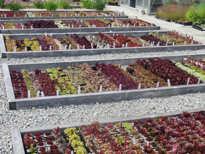 Sempervivum Eigene Sorten im Garten