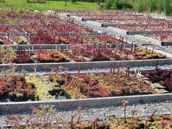Sempervivum in Blüte