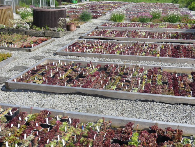 Sempervivumbeete im Fruehjahr